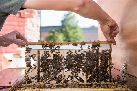 Hive Mind: How Bees Demonstrate Collective Intelligence and Magical Cooperation
